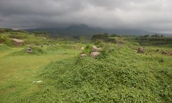 Pentingnya Padang Rumput dalam Pengendalian Perubahan Iklim