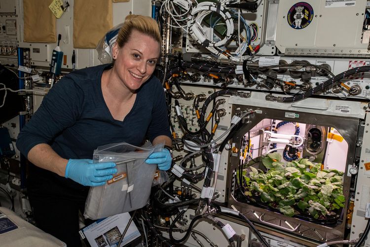 Astronot NASA Kate Rubins memanen tanaman lobak untuk pertama kalinya. Tanaman ini ditanam di Stasiun Luar Angkasa Internasional (ISS). 