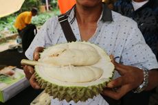 Dagingnya Putih Legit dan Gurih, Ini Dia Durian Si Susu dari Bogor!