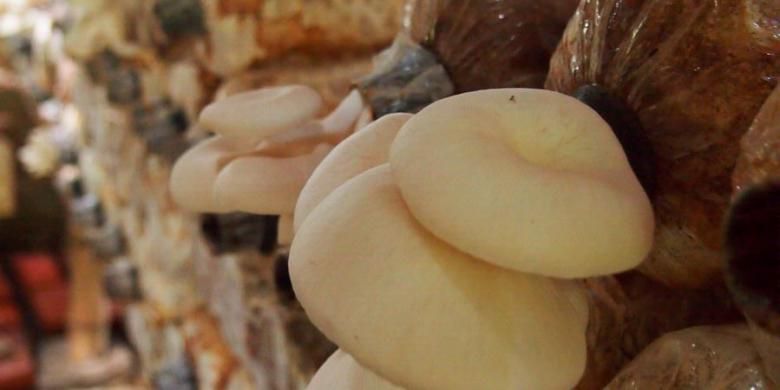 Tak Perlu Daging Protein Jamur Tiram Putih Juga Tinggi