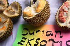 Kini Banyuwangi Punya 65 Varietas Durian Merah