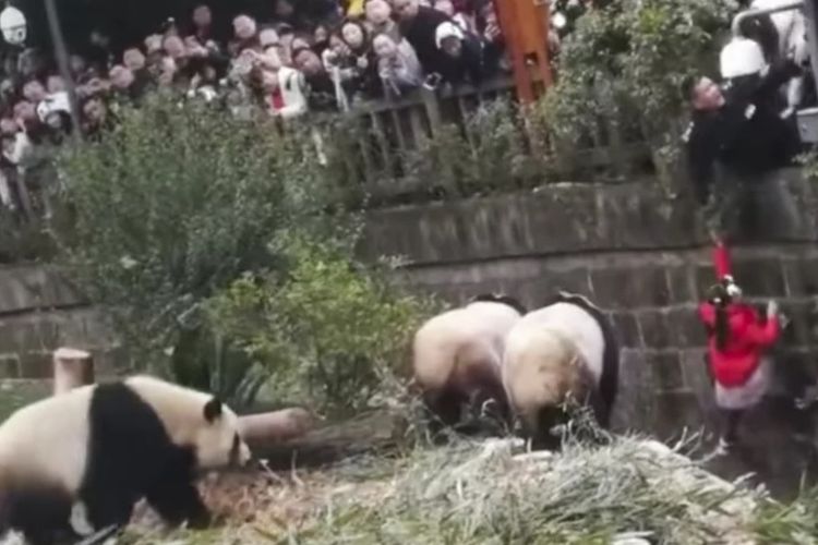 Momen saat gadis kecil di China diselamatkan dari dalam kandang panda raksasa di cagar alam di Chengdu, Provinsi Sichuan.