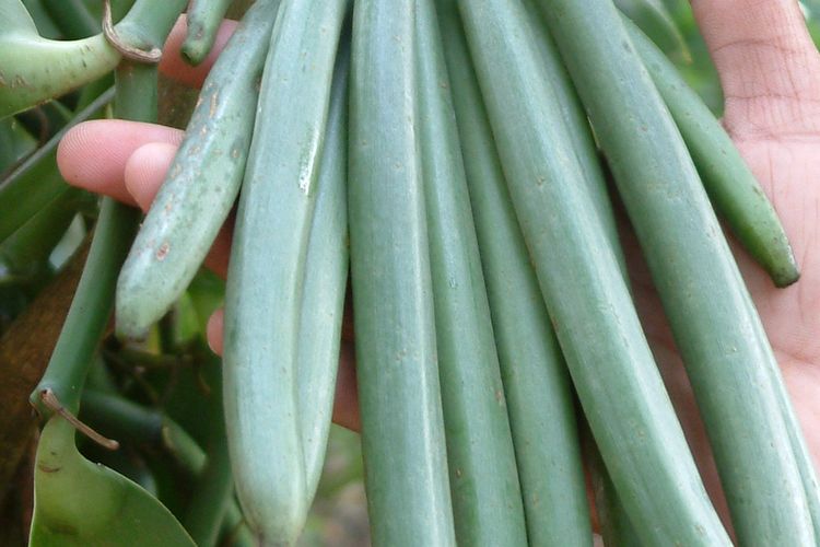 Ilustrasi buah vanili. 