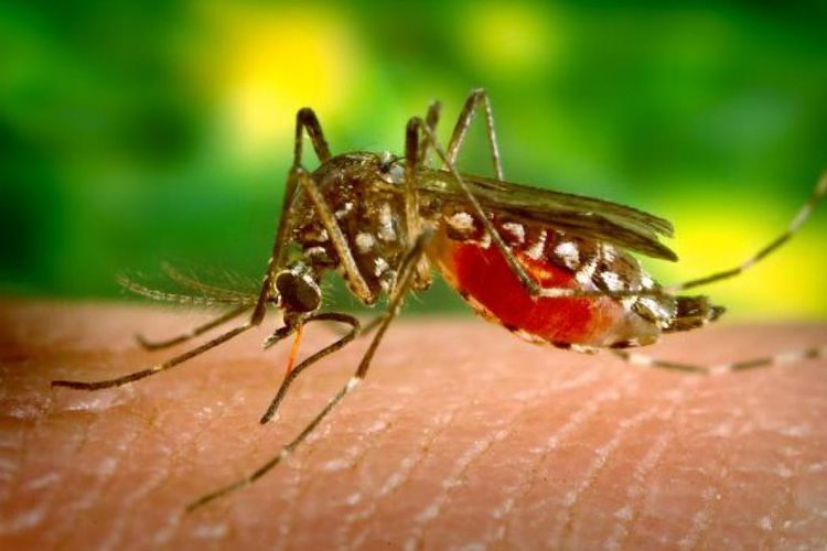 Penyakit malaria karena gigitan nyamuk anopheles dapat menyebabkan komplikasi yang mengancam jiwa, seperti gagal ginjal, gagal hati, dan anemia berat. 