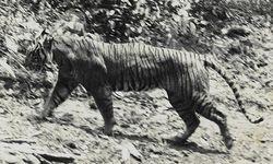 DNA Harimau Jawa Ditemukan dari Rambut di Sukabumi, Bukti Belum Punah?