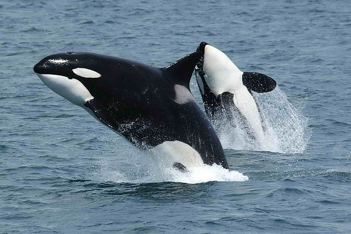 Paus Orca adalah mamalia laut yang besar. Selain itu, paus orca termasuk hewan dengan gigitan terkuat dan mematikan, bahkan lebih kuat dari gigitan buaya.