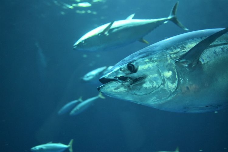Ilustrasi bluefin tuna