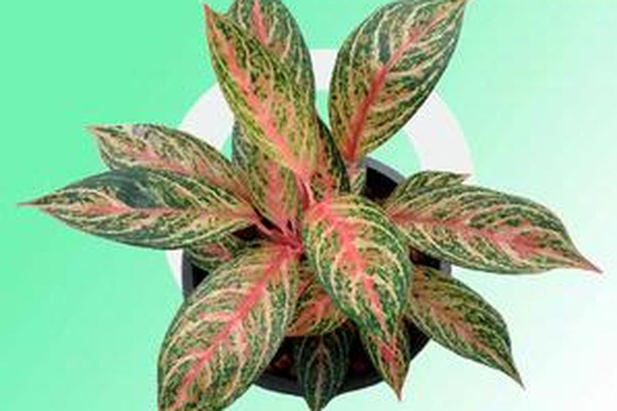 Umumnya tanaman indoor memang tidak membutuhkan banyak cahaya matahari, dan lagi memikat.