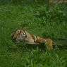 Lagi, Harimau Mangsa Kambing di Merangin Jambi, Warga Takut Keluar Rumah