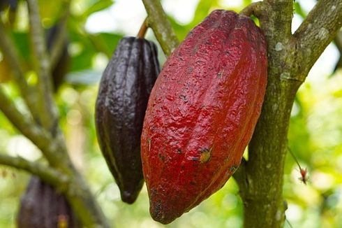 Cara Panen Kakao yang Benar agar Kualitasnya Terjaga