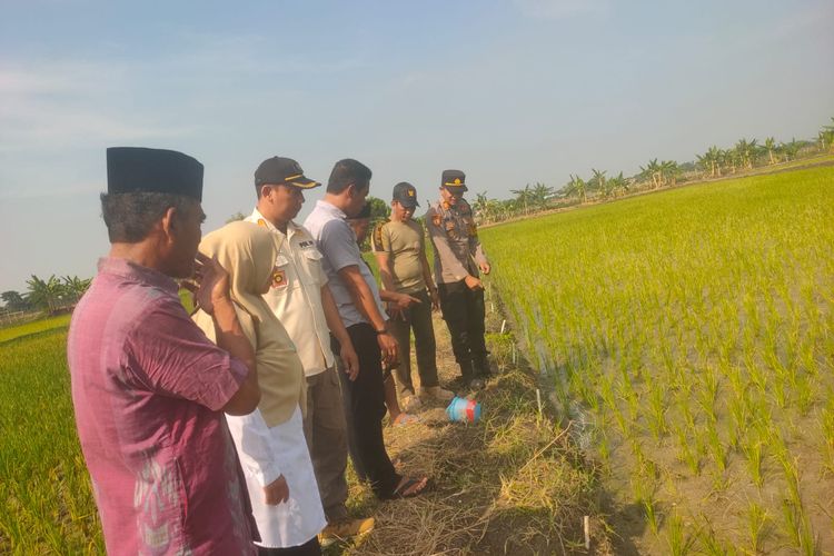 Lagi, Petani di Lamongan Tewas Tersengat Aliran Listrik Jebakan Tikus