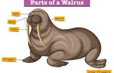 Anggota tubuh walrus