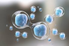 Pengertian Proses Pembelahan Sel Mitosis dan Meiosis, Apa Perbedaanya?