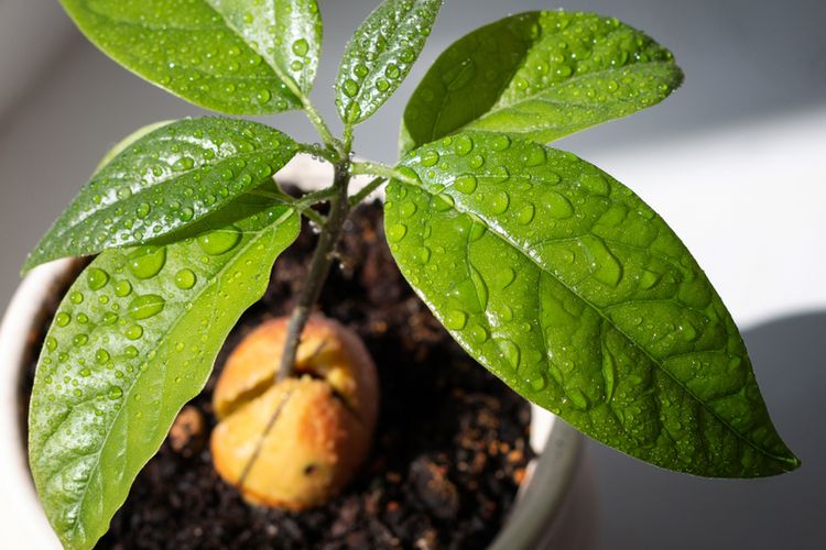 Ilustrasi menanam alpukat di pot. 