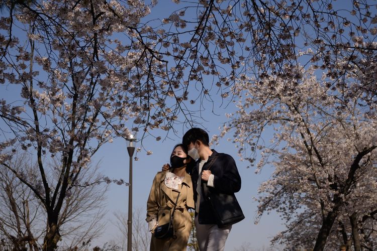 Pejalan kaki yang mengenakan masker untuk mencegah virus corona, berjalan di antara pohon bunga yang mekar di distrik Yeouido, Seoul, 5 April 2020.