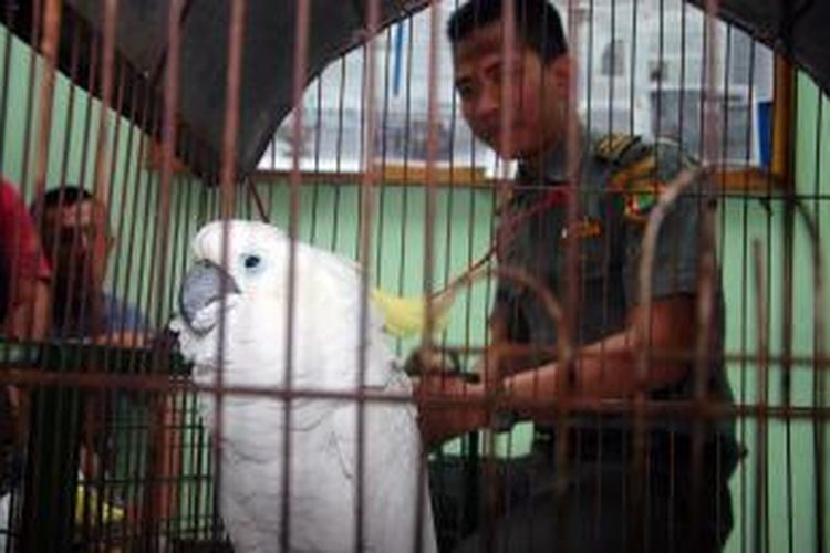 Balai Besar Konservasi Sumber Daya Alam Jawa Barat Bidang KSDA Wilayah I Bogor mengamankan dua ekor burung langka berjenis Kakatua Jambul Kuning (cacatua sulphurea). Kedua satwa tersebut didapatnya setelah pemiliknya menyerahkan secara sukarela, Senin (18/5/2015). K97-14