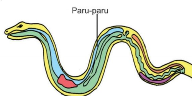 Ilustrasi sistem pernapasan pada ular