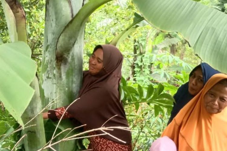 PELUK—Nampak salah satu warga memeluk pohon pisang raksasa yang tumbuh di pekarangan milik  Ladi Harjo, (70 ) warga Desa Jurug, Kecamatan Sooko, Ponorogo, Jawa Timur