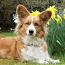 7 Jenis Anjing yang Paling Mudah Dilatih, Apa Saja?