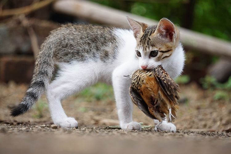 Ilustrasi kucing - Kucing sedang memburu di alam liar.