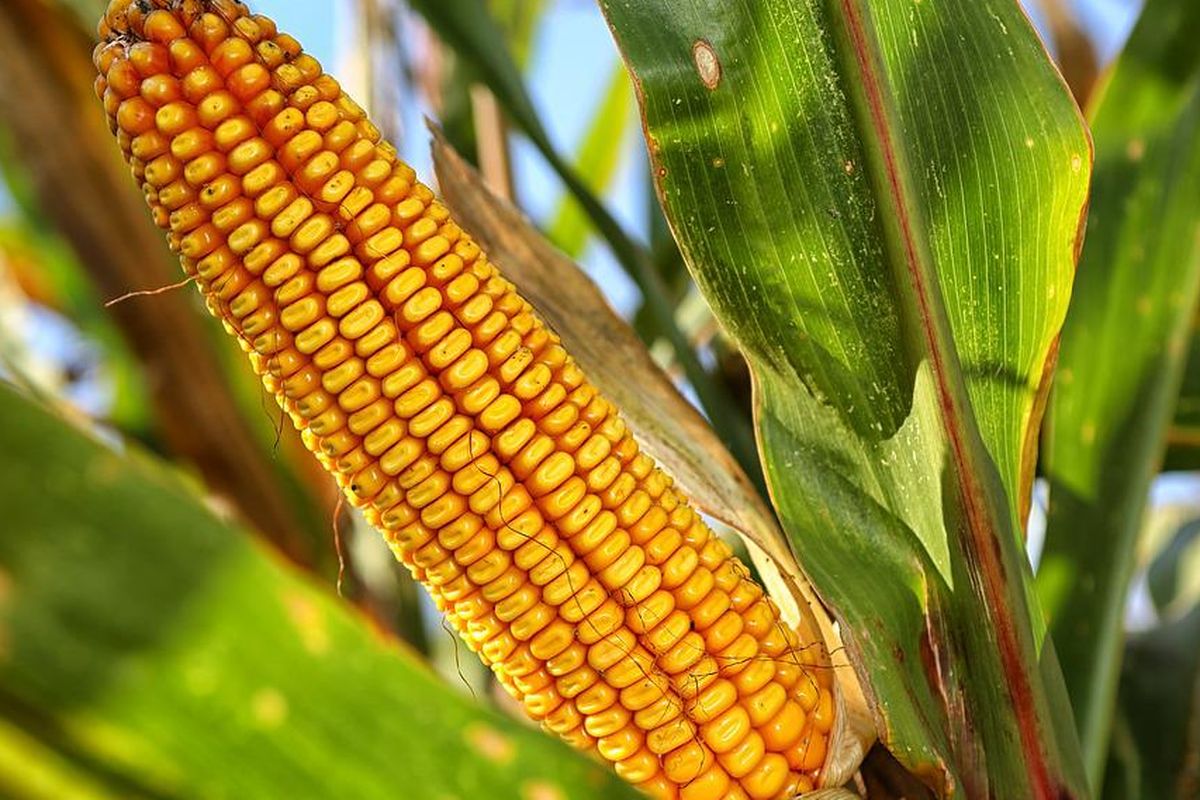 Ilustrasi tanaman jagung. 