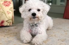 Ragam Cara Menghilangkan Bau Pipis Anjing dari Karpet