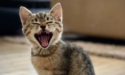 Arti Berbagai Jenis Suara Kucing, Pemilik Wajib Tahu
