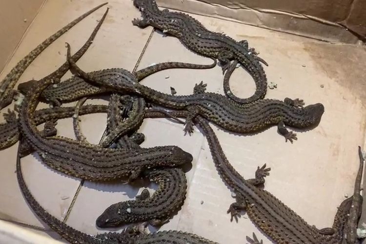 Upaya pengiriman 10 ekor biawak tanpa telinga dari Kota Pontianak, Kalimantan Barat (Kalbar) digagalkan, Selasa (26/4/2022). Satwa liar dilindungi dengan nama latin Lanthanotus borneensis ini sedianya dikirim ke Medan, Sumatera Utara (Sumut), melalui jasa pengiriman barang Regulated Agent Borneo Trans Mandiri di Jalan Arteri Supadio, Pontianak. 