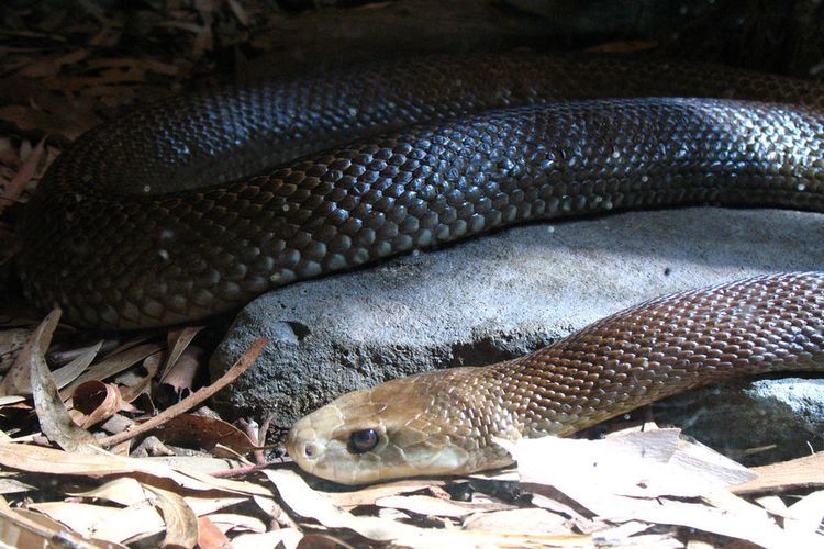 Ular Taipan Papua, 1 dari 3 Ular Paling Mematikan di Dunia, Racunnya 50 Kali Lebih Kuat dari King Kobra
