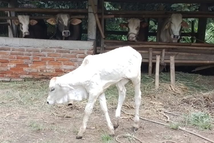 Puluhan ekor sapi di Kabupaten Purworejo, Jawa Tengah, dinyatakan positif terkena penyakit Lumpy Skin Disease (LSD). Penyakit ini setidaknya terdeteksi di 8 Kecamatan dari 16 Kecamatan yang ada.