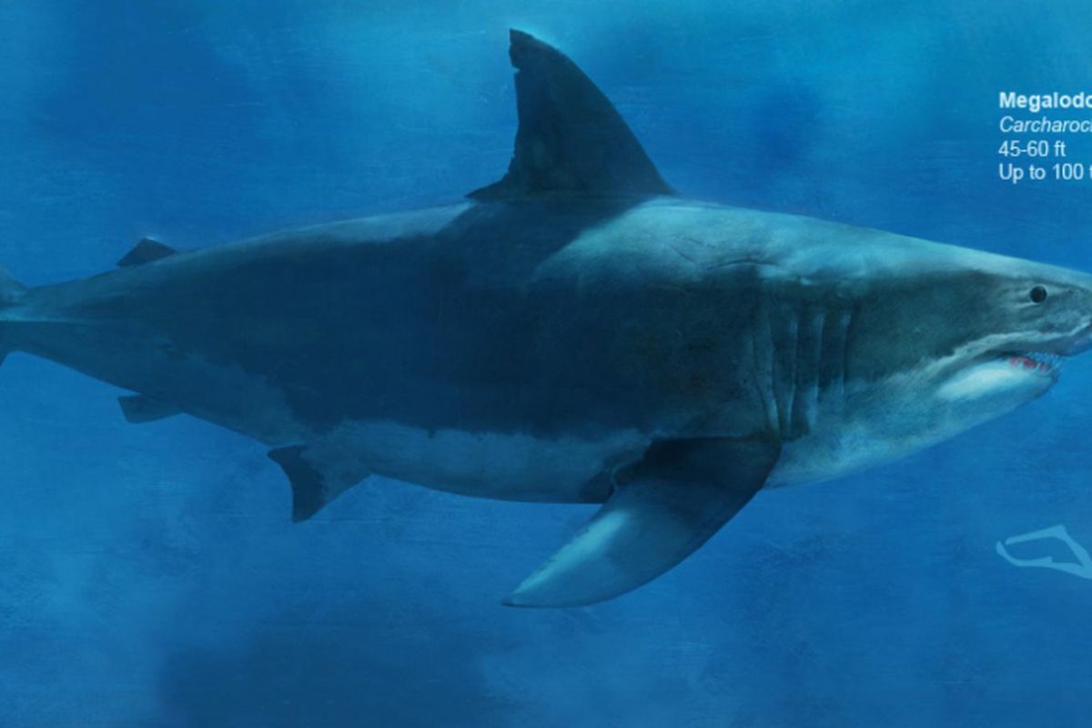 Ilmuwan berusaha mengungkap bagaimana hiu purba raksasa Megalodon bisa punah