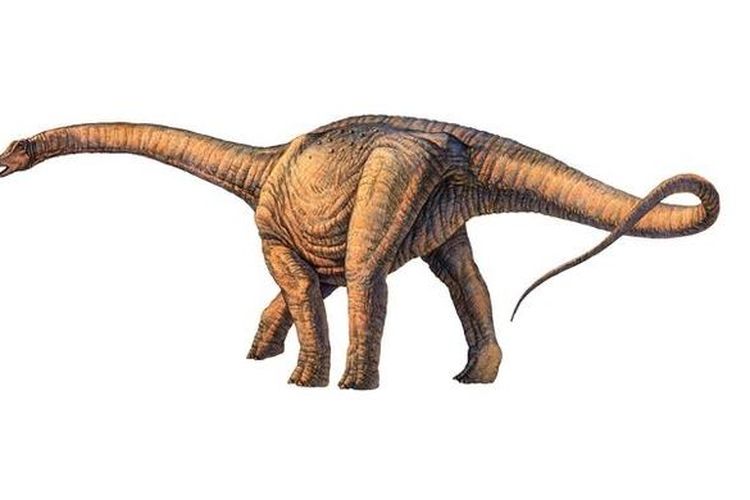 Ilustrasi dinosaurus terbesar yang ditemukan di Argentina. 