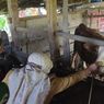 Makan Ketupat bersama Ternak, Tanda Syukur Panen Padi di Bukit Menoreh