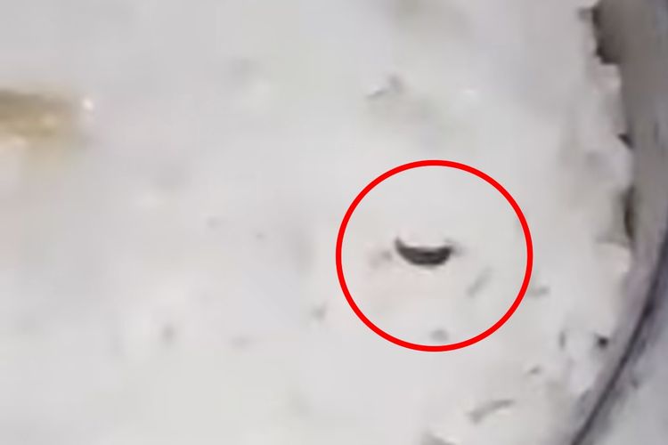 Temuan ulat dalam salah satu ompreng MBG di SMPN 2 Parung, Kecamatan Parung, Kabupaten Bogor. Tangkapan layar video akun Instagram @parungciseeng24jam, Senin (6/10/2025).