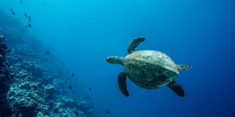 Penyu tempayan (Caretta caretta).