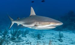 Hiu di Bahama Positif Mengandung Kokain dan Kafein, Diduga akibat Ulah Manusia