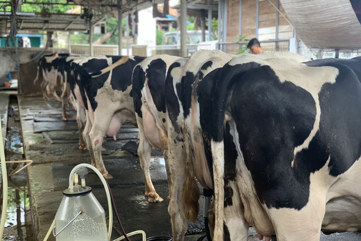 Farming Sapi Unik, Ada Wisata Perah Susu Sapi di Tengah Kota Jakarta