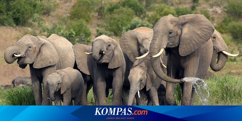 Mengapa Gajah Punya Belalai yang Panjang?