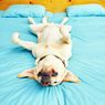 Mengapa Anjing Tidur Telentang?