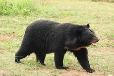 Pria Swiss di Thailand Memotong Lengannya Sendiri untuk Hindari Serangan Beruang