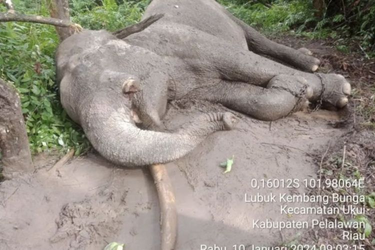 Gajah Sumatera (Elephas maximus sumatranus) binaan Balai Taman Nasional Tesso Nilo (TNTN) bernama Rahman mati diduga keracunan untuk diambil gadingnya, Rabu (10/1/2024).