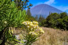 Mengenal Flora Endemik di Indonesia
