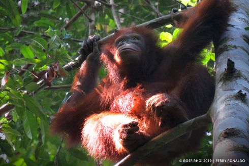 Kabar Baik, 3 Orangutan Dilepasliarkan di Hutan Kalimantan Timur