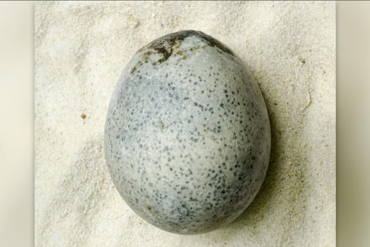 Telur utuh dari zaman Romawi 

