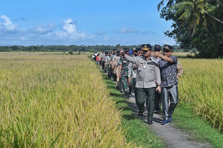 Menteri Pertanian Syahrul Yasin Limpo saat mengecek kesiapan panen raya di Kebumen, Jawa Tengah, Senin (6/3/2023).