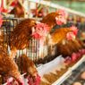 Cegah Flu Burung H5N8, Perancis Akan Musnahkan 600.000 Unggas