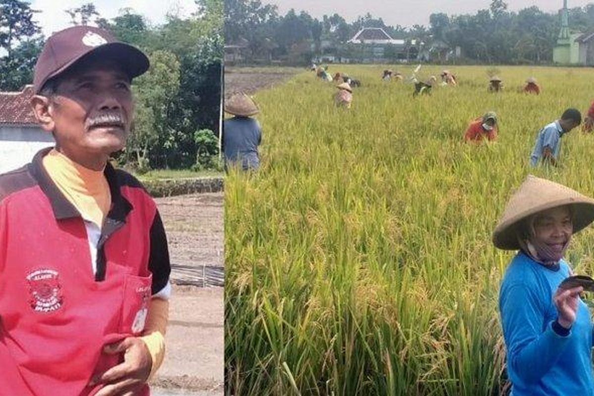 Suyamto and residents harvesting at Tumpukan Village, Klaten Regency, on Friday, April 16.