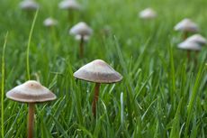 Kenapa Ada Jamur Tumbuh di Rumput? Penyebab dan Cara Mengatasinya