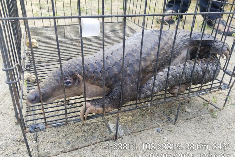 Seekor trenggiling dimankan oleh warga Pasir Putih, Kota Jambi, pada 26 Juni 2025.