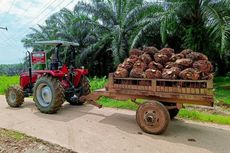 Minyak Sawit Bisa Jadi Energi Gantikan Bahan Bakar Fosil